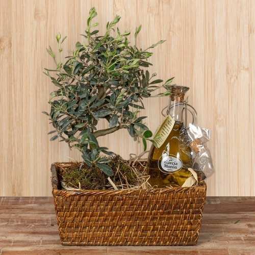 Bonsai N Virgin Olive Oil